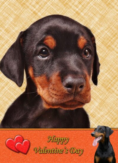 Doberman Valentines Day Card