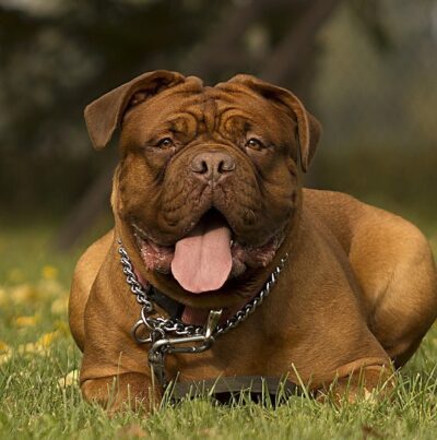 Dogue de Bordeaux Dog Greeting Card