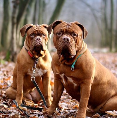 Dogue de Bordeaux Dog Greeting Card
