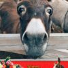 Donkey Mothers Day Card