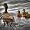 Duck Greeting Card