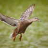 Duck Greeting Card