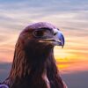 Eagle Greeting Card