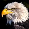Eagle Greeting Card