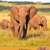 Elephant Birthday Card