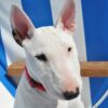 English Bull Terrier Dog Greeting Card
