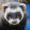 Ferret Greeting Card