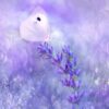Flowers Greeting Card
