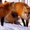 Fox Greeting Card