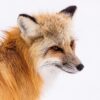Fox Greeting Card