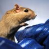 Gerbil Greeting Card