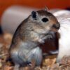 Gerbil Greeting Card