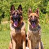 German Shepherd Dog Greeting Card