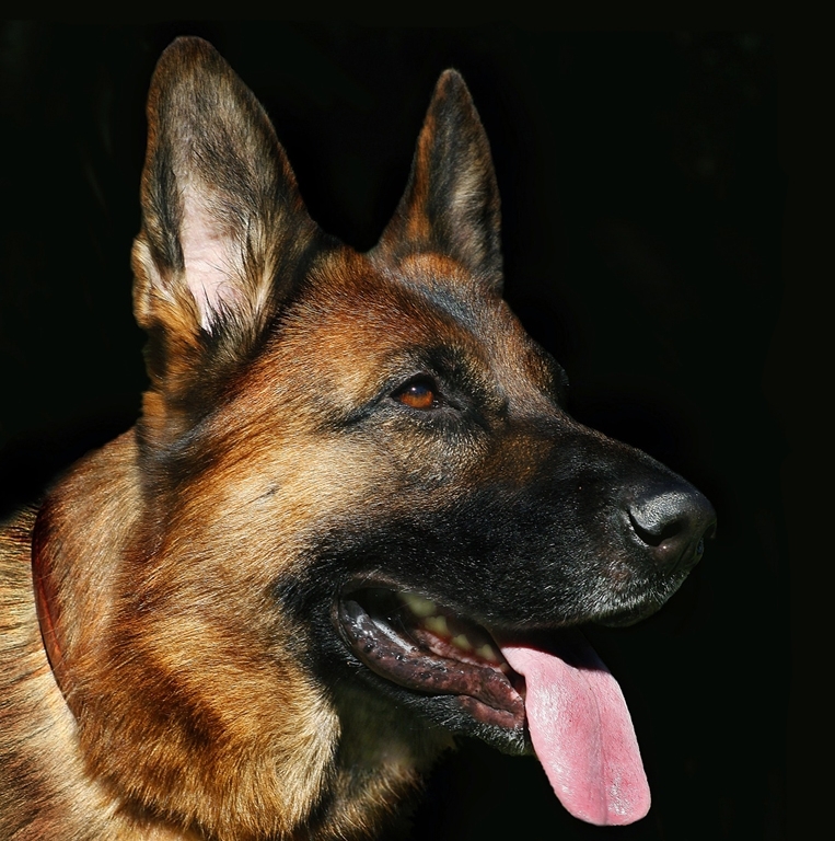 German Shepherd Dog Greeting Card - German Shepherd Dog Greeting Card 16 3 German Shepherd Dog Greeting Card
