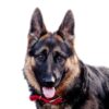 German Shepherd Dog Greeting Card