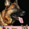 German Shepherd Mothers Day Card