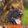 German Shepherd Mothers Day Card