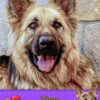 German Shepherd Valentines Day Card