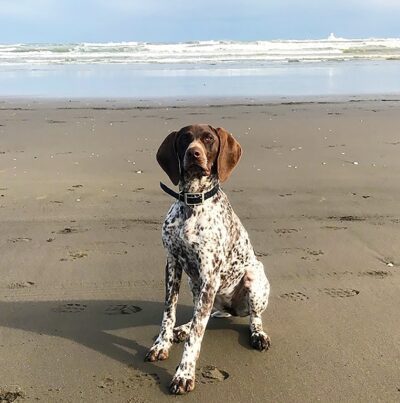 German Short Haired Pointer Dog Greeting Card