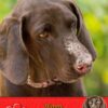 German Short Haired Pointer Valentines Day Card