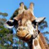 Giraffe Greeting Card
