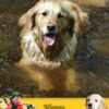 Golden Retriever Mothers Day Card