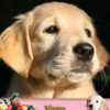 Golden Retriever Mothers Day Card