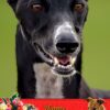 Greyhound Mothers Day Card