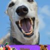 Greyhound Mothers Day Card