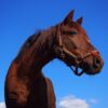 Horse Greeting Card