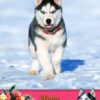 Husky Mothers Day Card