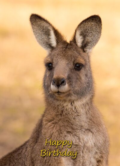 Kangaroo Birthday Card