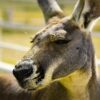 Kangaroo Greeting Card