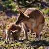 Kangaroo Greeting Card