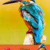 Kingfisher Valentines Day Card