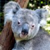 Koala Bear Greeting Card