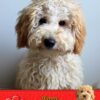 Labradoodle Valentines Day Card