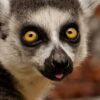 Lemur Greeting Card