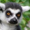 Lemur Greeting Card