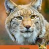 Lynx Birthday Card