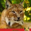 Lynx Birthday Card