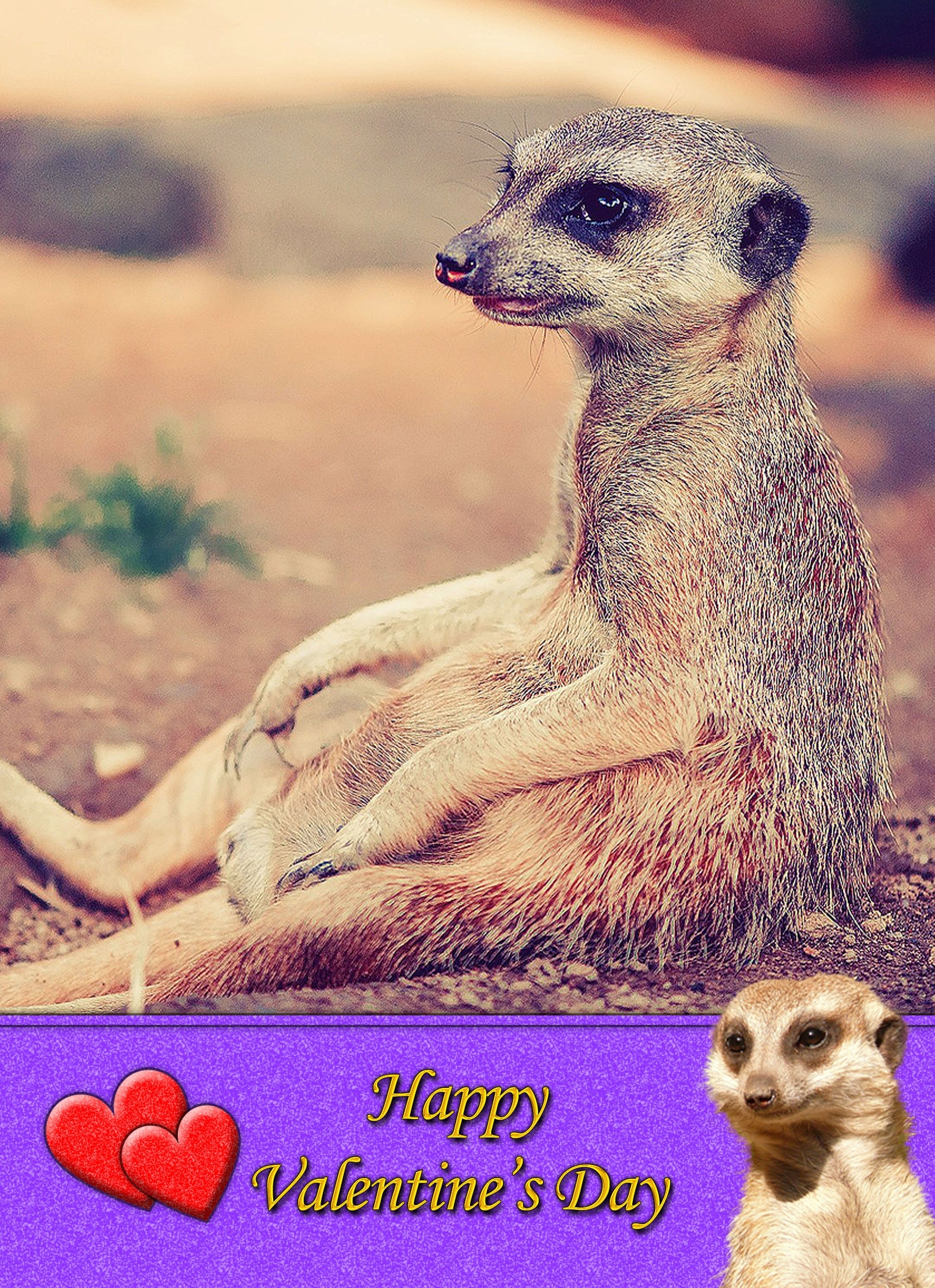 Meerkat Valentines Day Card - Meerkat Valentines Day Card 2 3 Meerkat Valentines Day Card