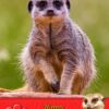Meerkat Valentines Day Card