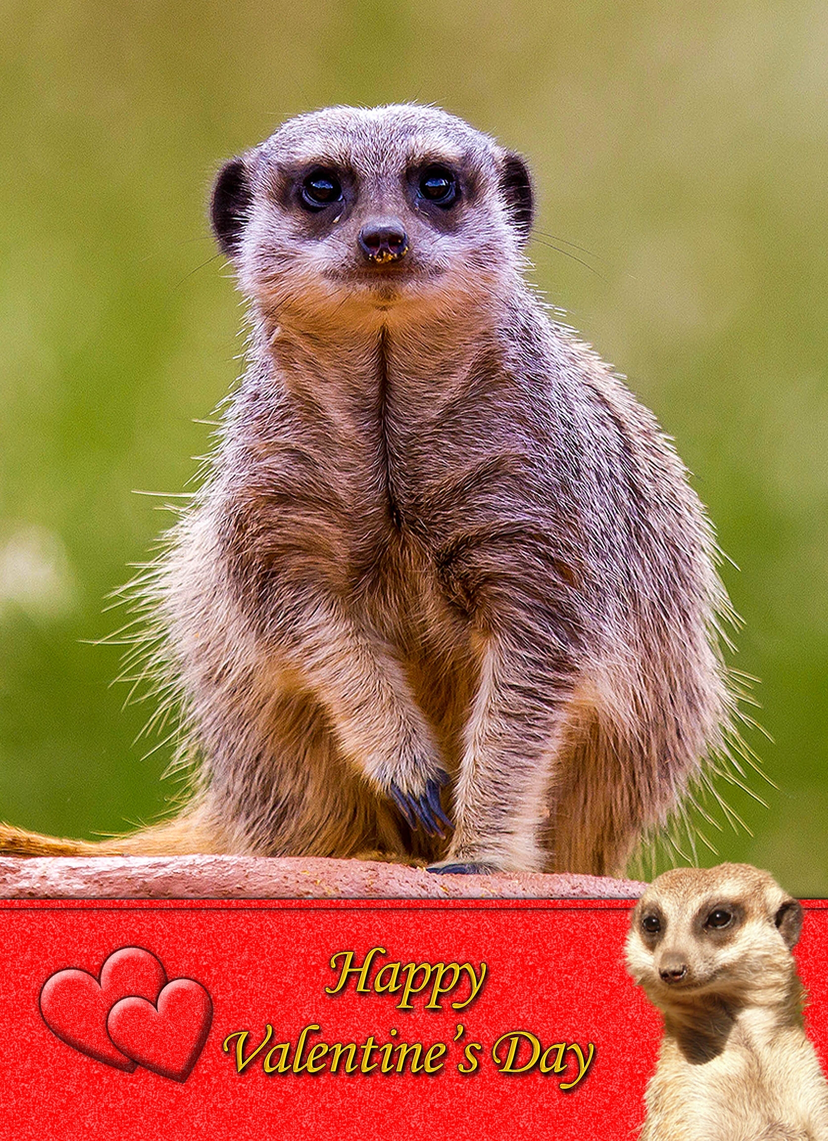 Meerkat Valentines Day Card - Meerkat Valentines Day Card 3 3 Meerkat Valentines Day Card