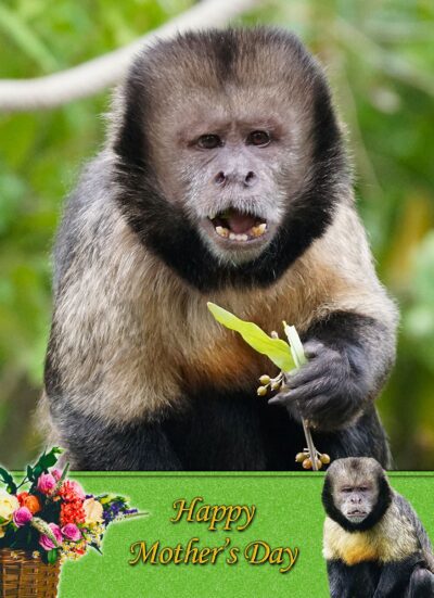 Monkey Mothers Day Card