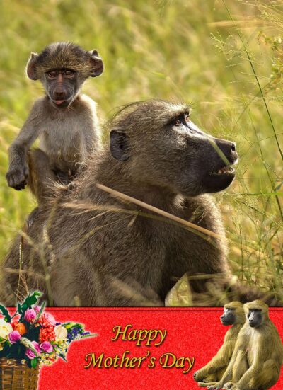 Monkey Mothers Day Card