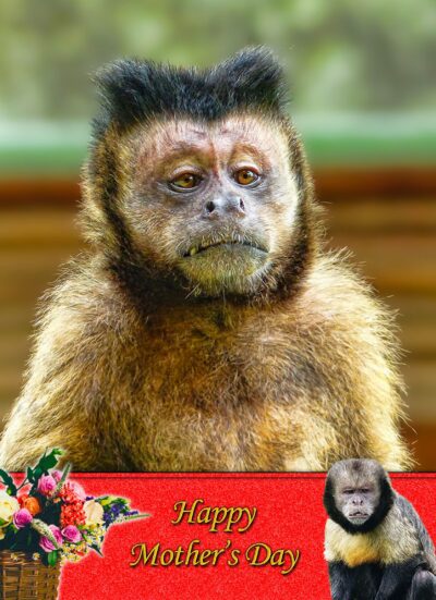 Monkey Mothers Day Card