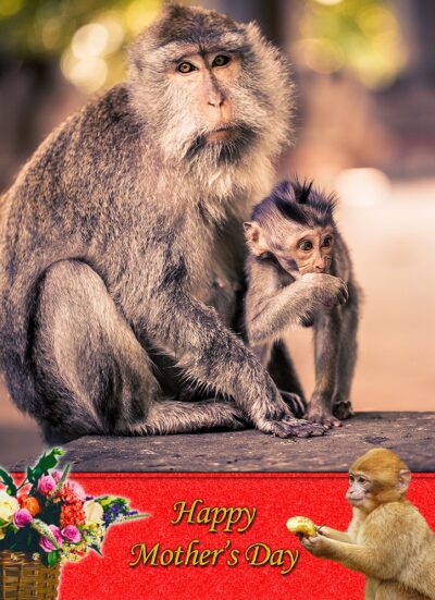 Monkey Mothers Day Card