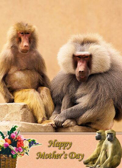 Monkey Mothers Day Card