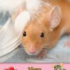 Mouse Valentines Day Card